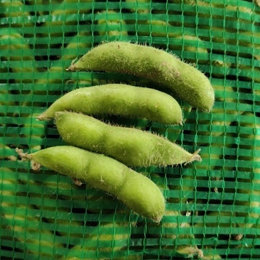 萧山本地毛豆大量上市