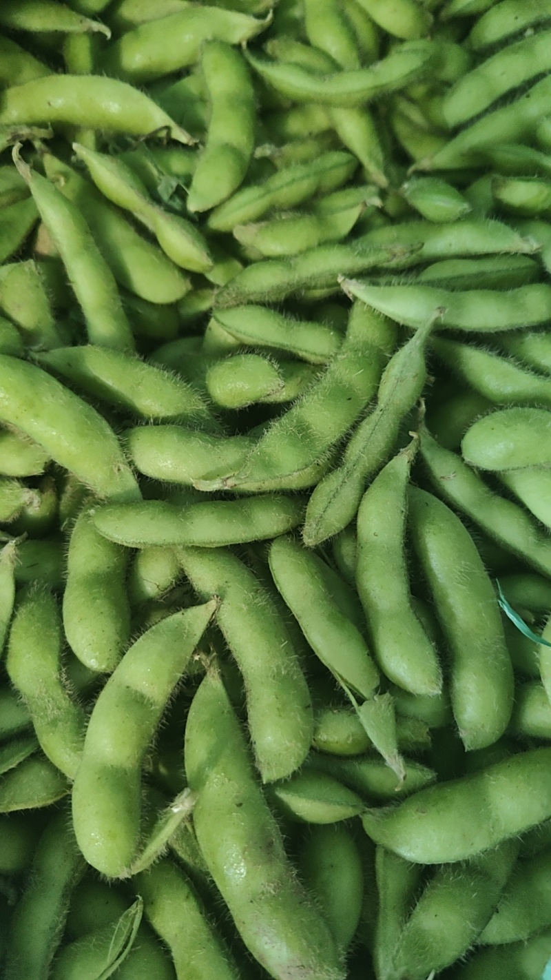 萧山本地毛豆大量上市
