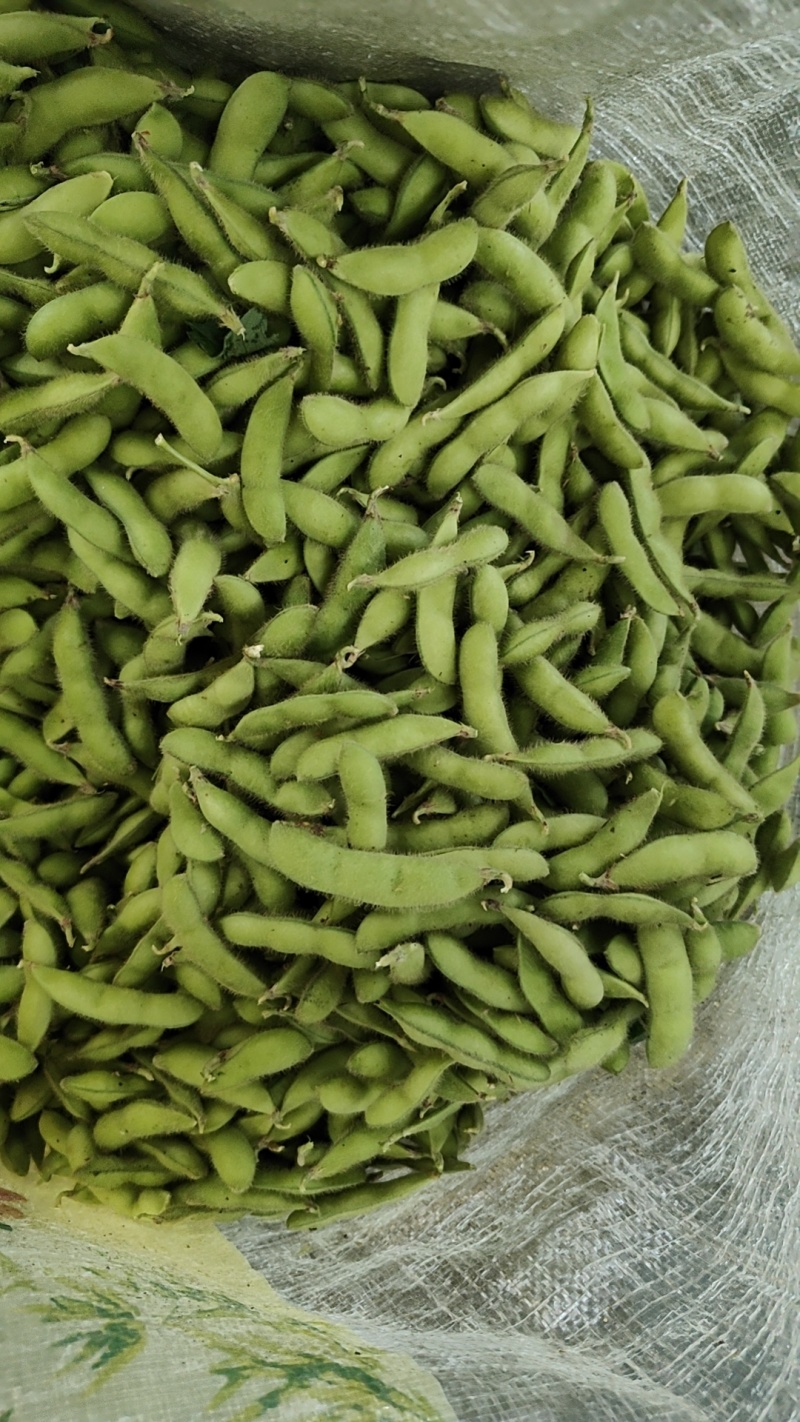萧山本地毛豆大量上市