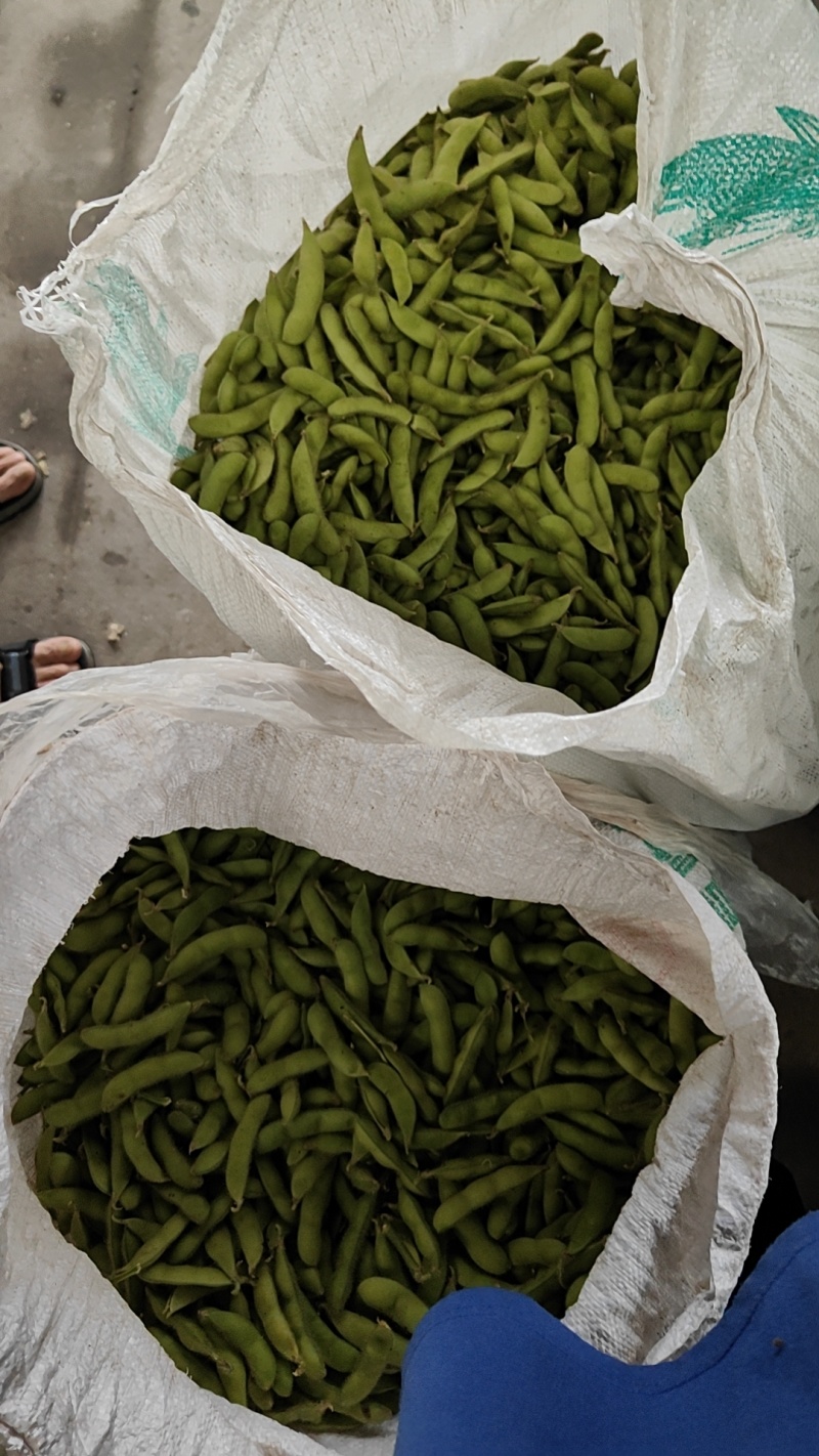 萧山本地毛豆大量上市