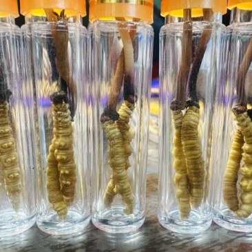 青海祁连网红野生虫草冷运真空，
