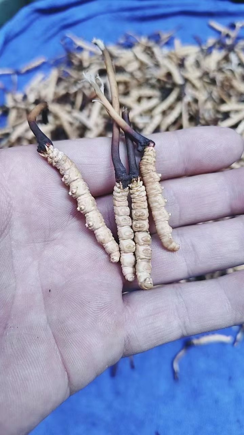 青海祁连网红野生虫草冷运真空，