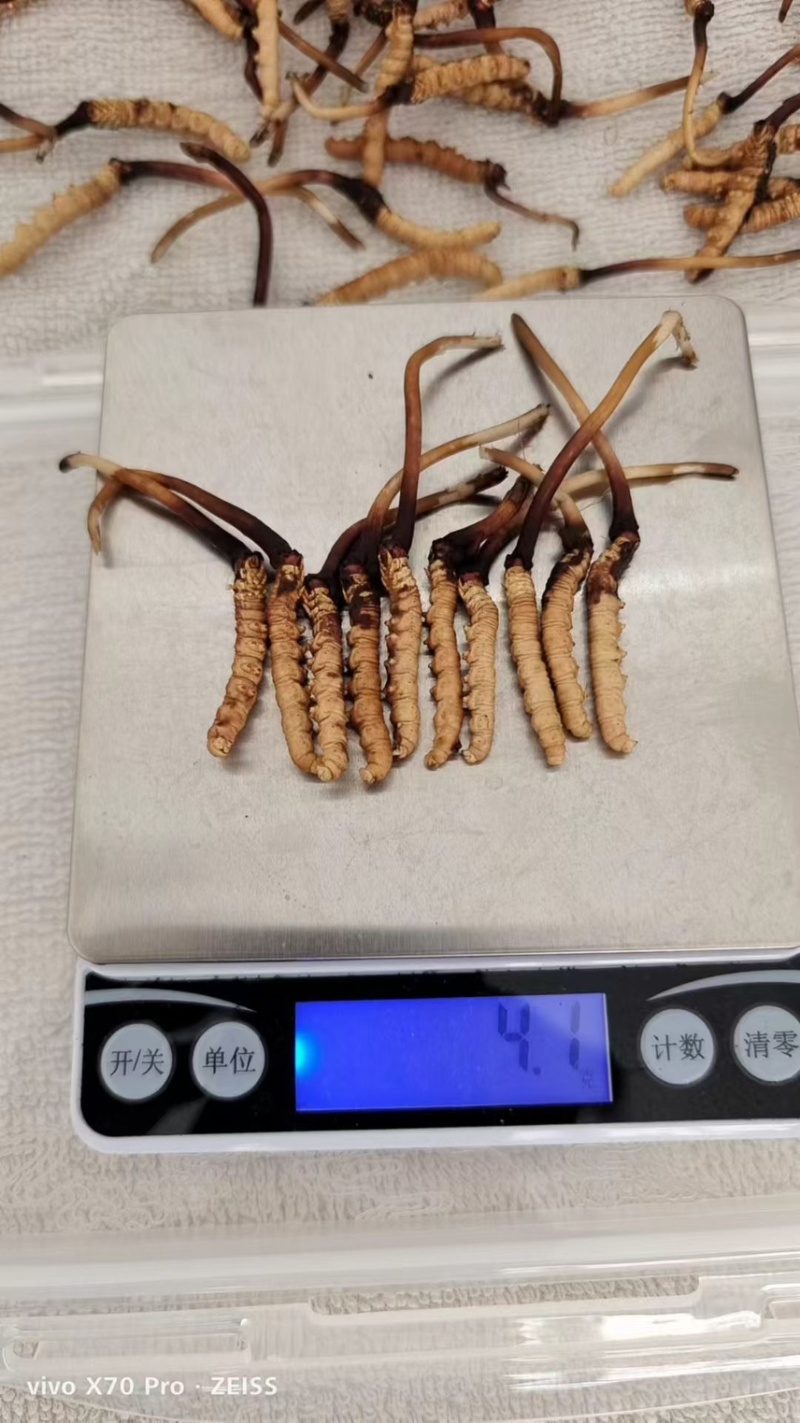青海祁连网红野生虫草冷运真空，