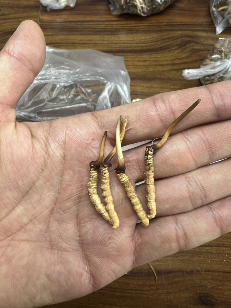 青海祁连网红野生虫草冷运真空，