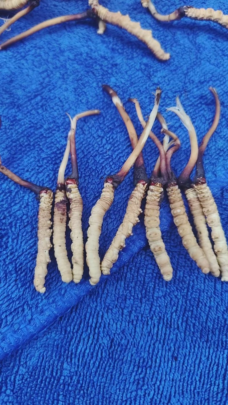 青海祁连网红野生虫草冷运真空，