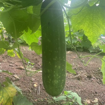 毛节瓜
