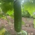 毛节瓜