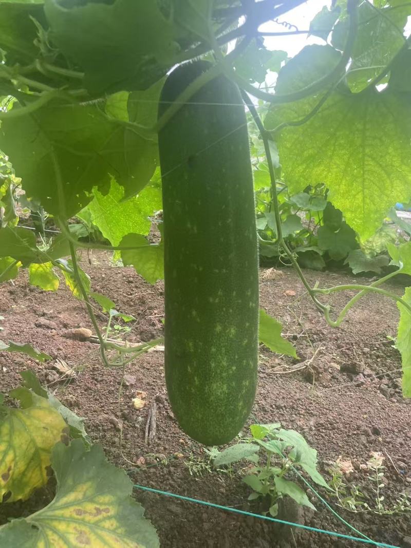 毛节瓜