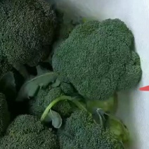 小米粒西兰花