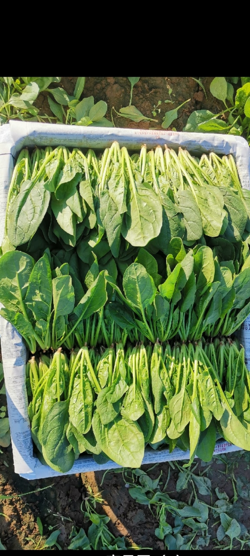 一天一个价大量出货
