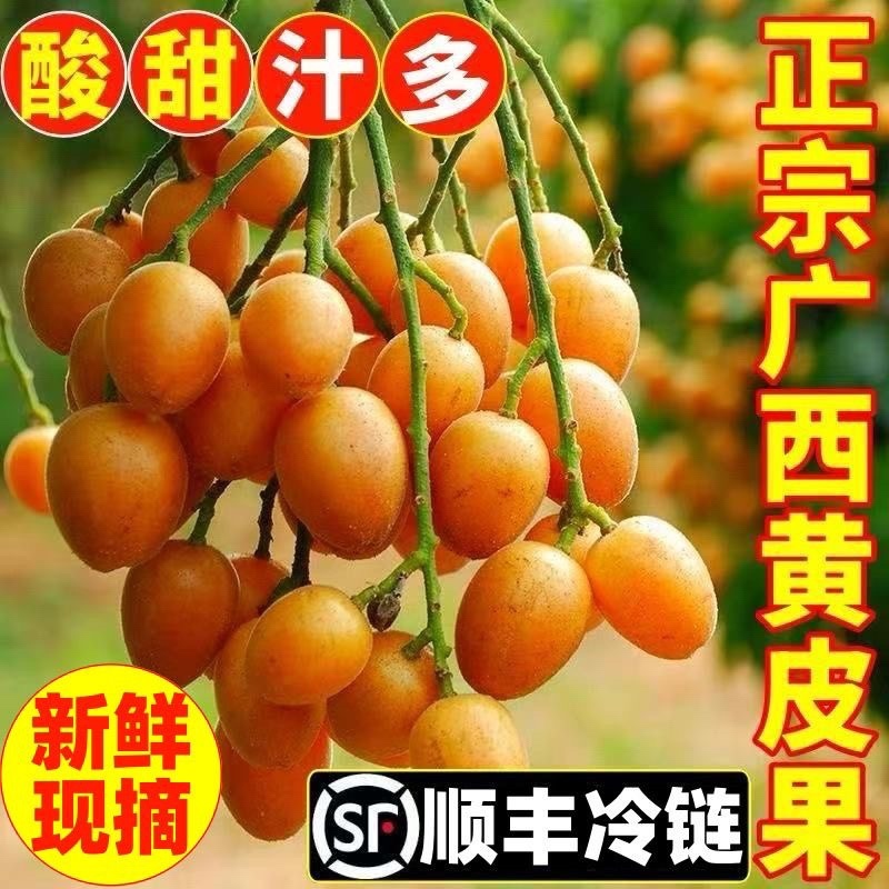 现货鸡心黄皮果孕妇水果有核黄皮应季水果一件代发