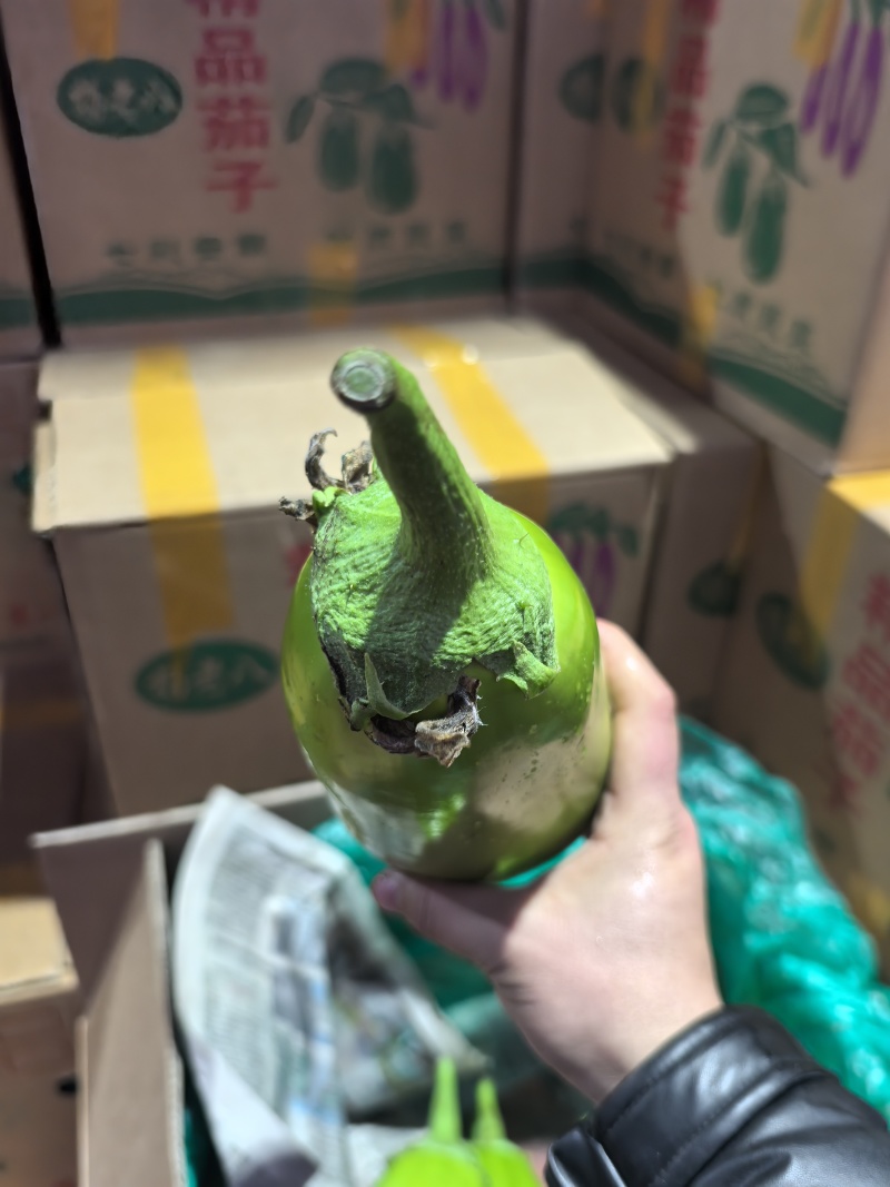 【青茄子】精品海绵【茄子】，青皮茄子。合作共赢，以质取胜