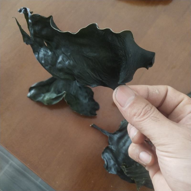 海带头烘干水洗海带头海带头片海带头短头小海带头干海带头