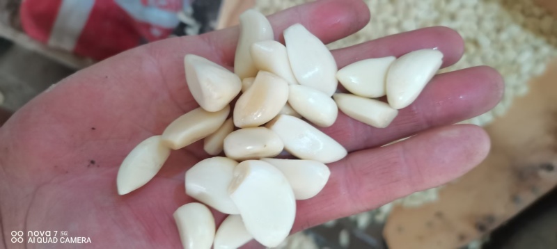 蒜米代加工腊八蒜用米食品厂用米切底不泡水微生物合格