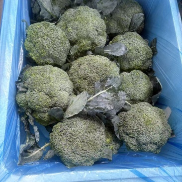 寿光精品西兰花一手货源量大，专业对接出口内销