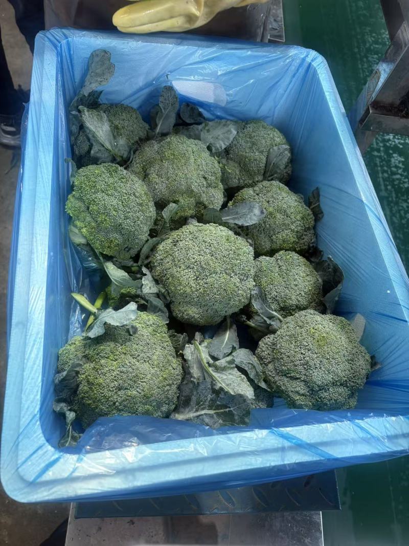 寿光精品西兰花一手货源量大，专业对接出口内销