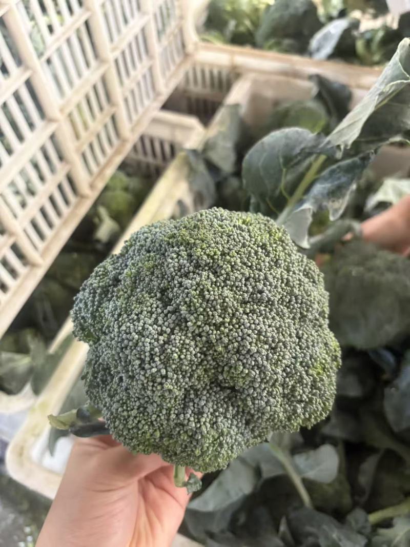 寿光精品西兰花一手货源量大，专业对接出口内销