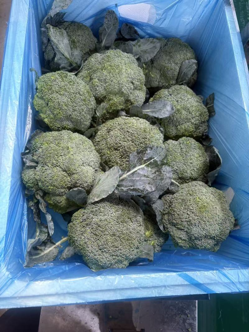 寿光精品西兰花一手货源量大，专业对接出口内销