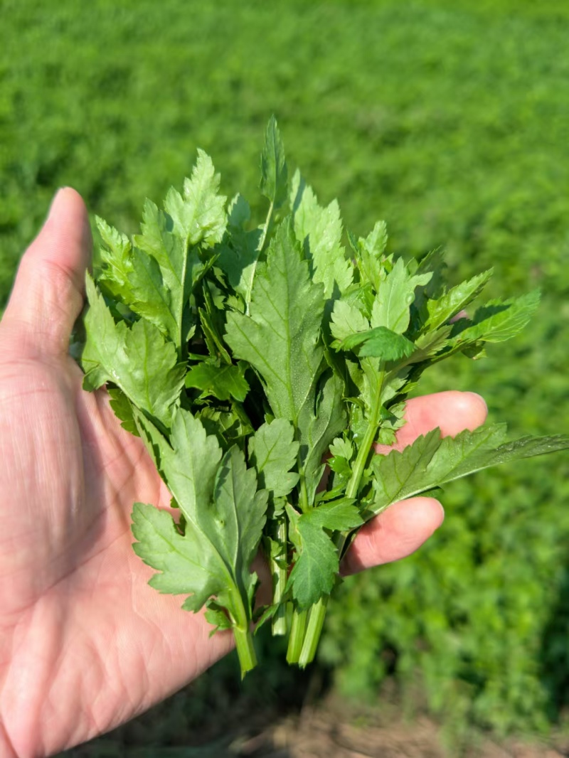 新鲜菊花芽，夏季上汤精品菜