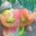 每天供应一千斤