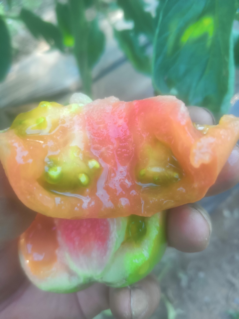 每天供应一千斤