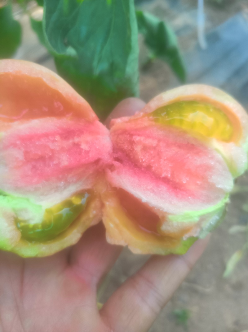 每天供应一千斤