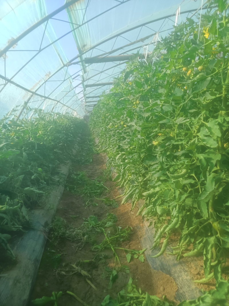 每天供应一千斤