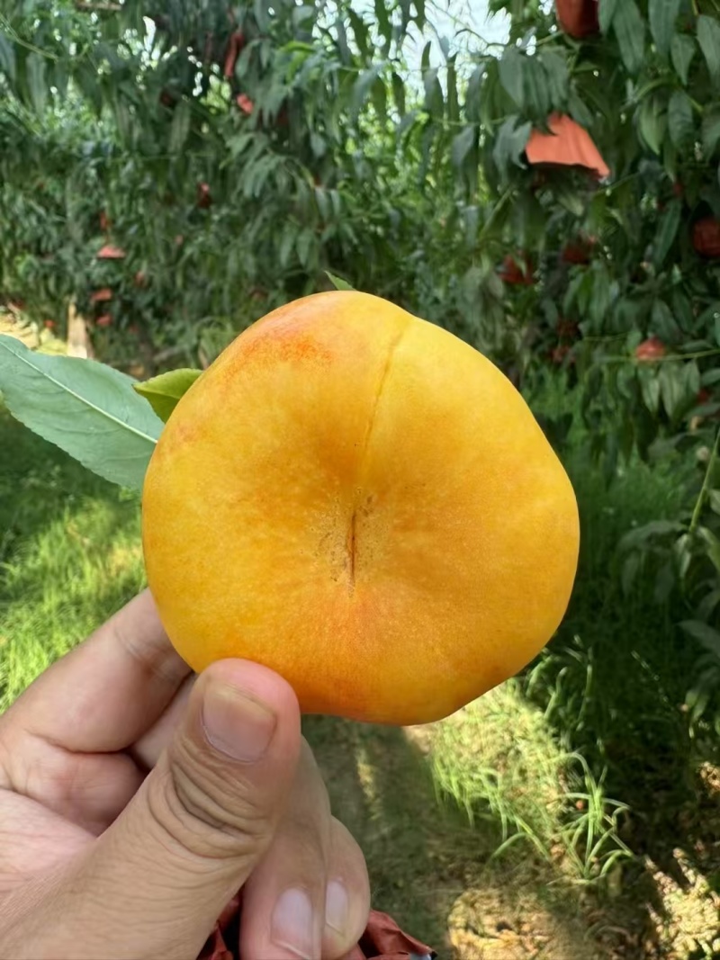 中条山黄金蜜桃