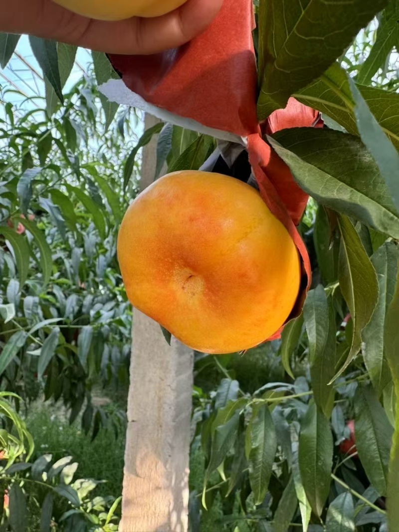 中条山黄金蜜桃