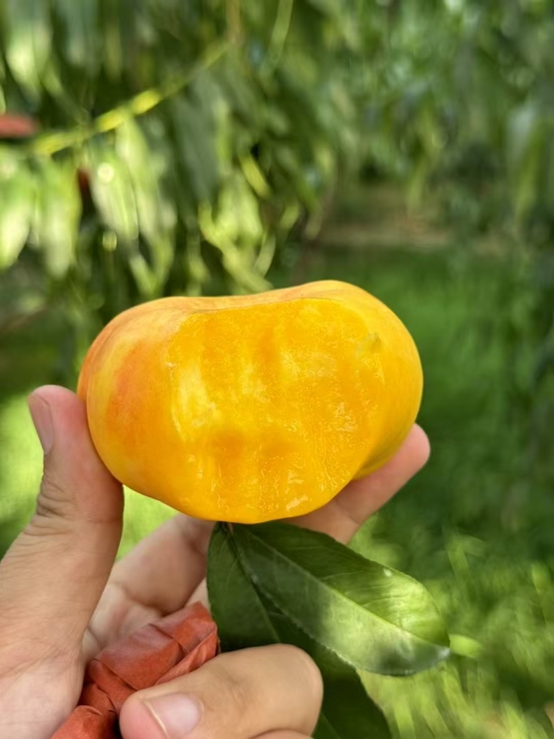 中条山黄金蜜桃