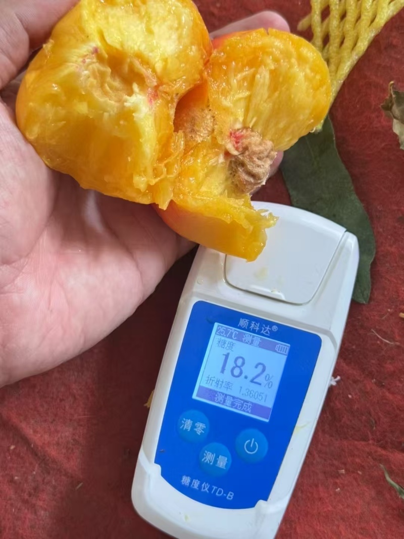 中条山黄金蜜桃