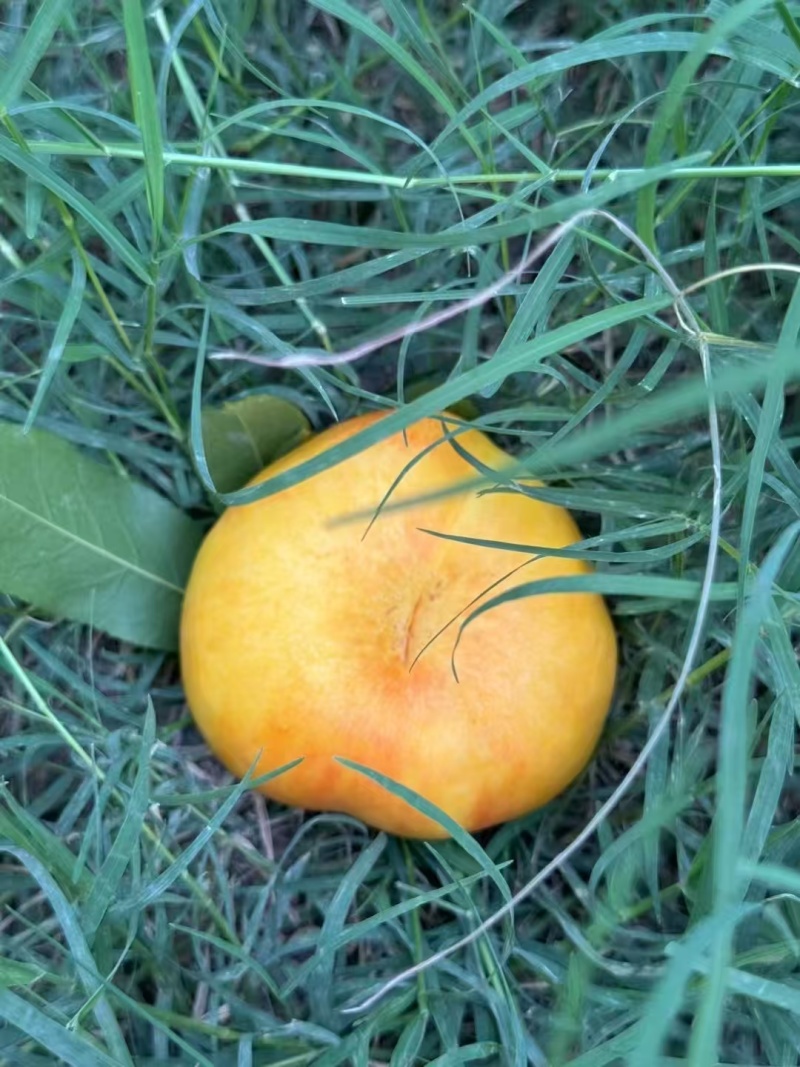 中条山黄金蜜桃
