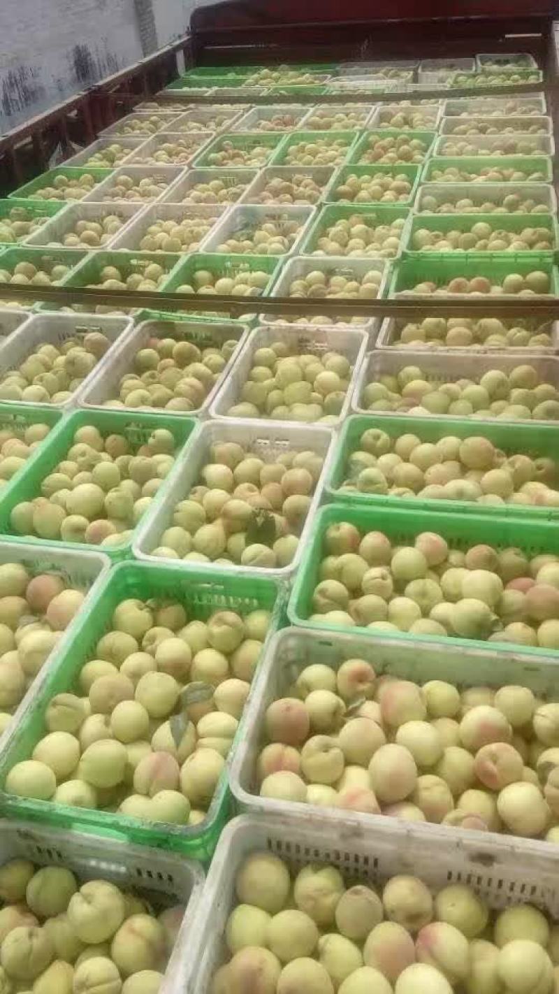 北京14罐头桃