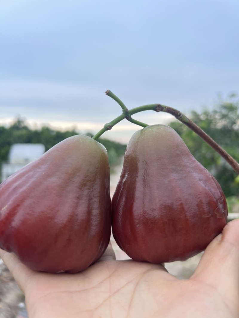 广东汕头黑糖芭比莲雾