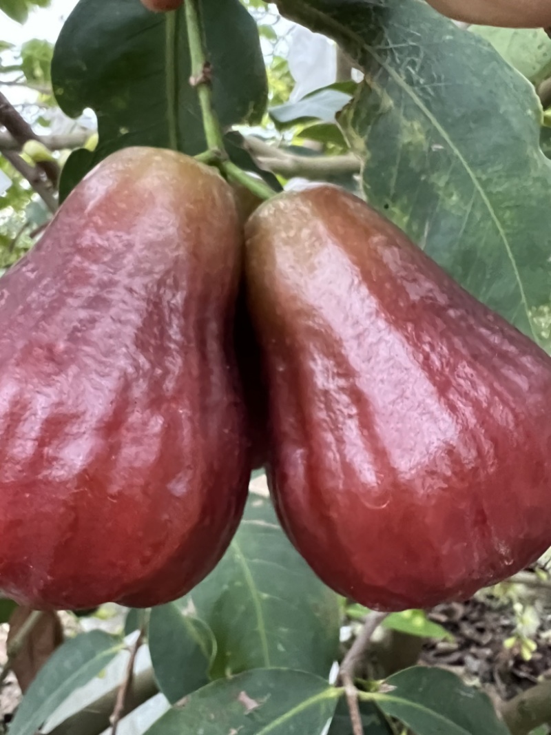 广东汕头黑糖芭比莲雾