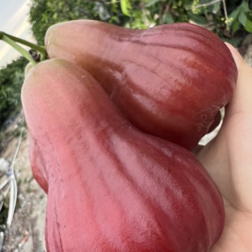 广东汕头黑糖芭比莲雾