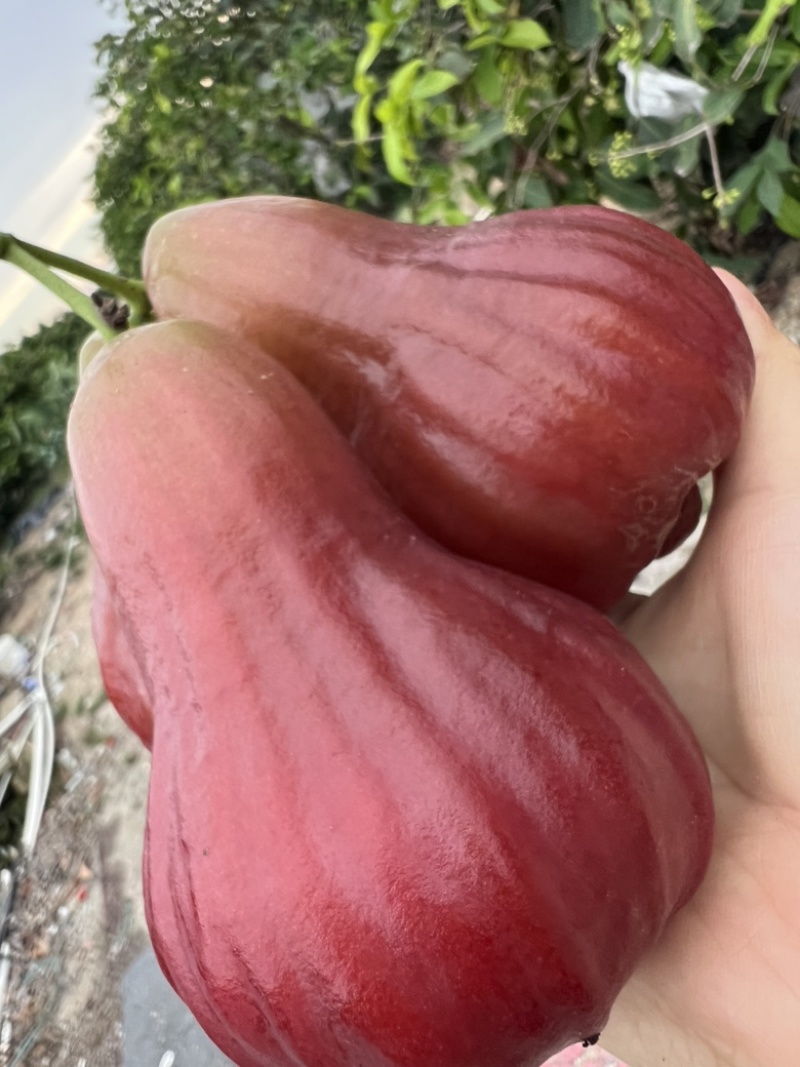 广东汕头黑糖芭比莲雾
