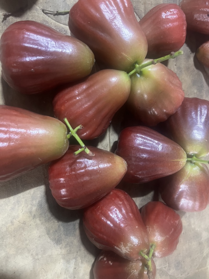 广东汕头黑糖芭比莲雾