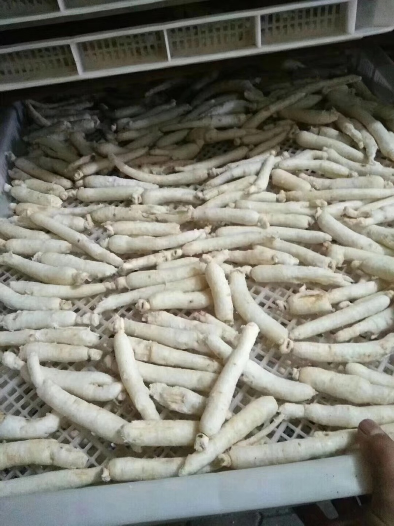 白糖参精品白糖参规格齐全产地直供一手货源欢迎咨询