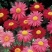 除虫菊种子驱蚊植物种子防蚊驱蚊草室外庭院驱蚊花草种子