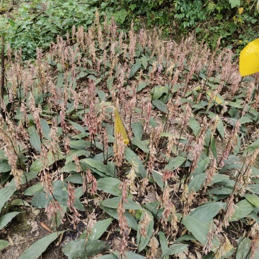 四川毛茨菇果夹预定中
