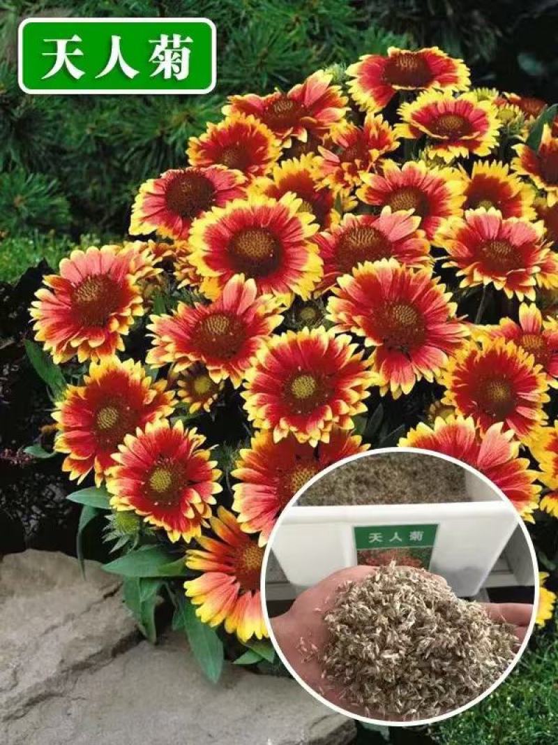 天人菊多年生宿根种子耐寒鲜花园林景观绿化花卉园艺种籽庭院