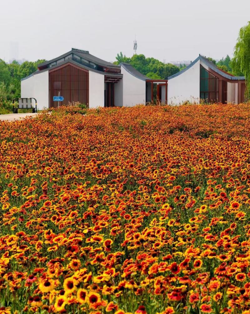 天人菊多年生宿根种子耐寒鲜花园林景观绿化花卉园艺种籽庭院
