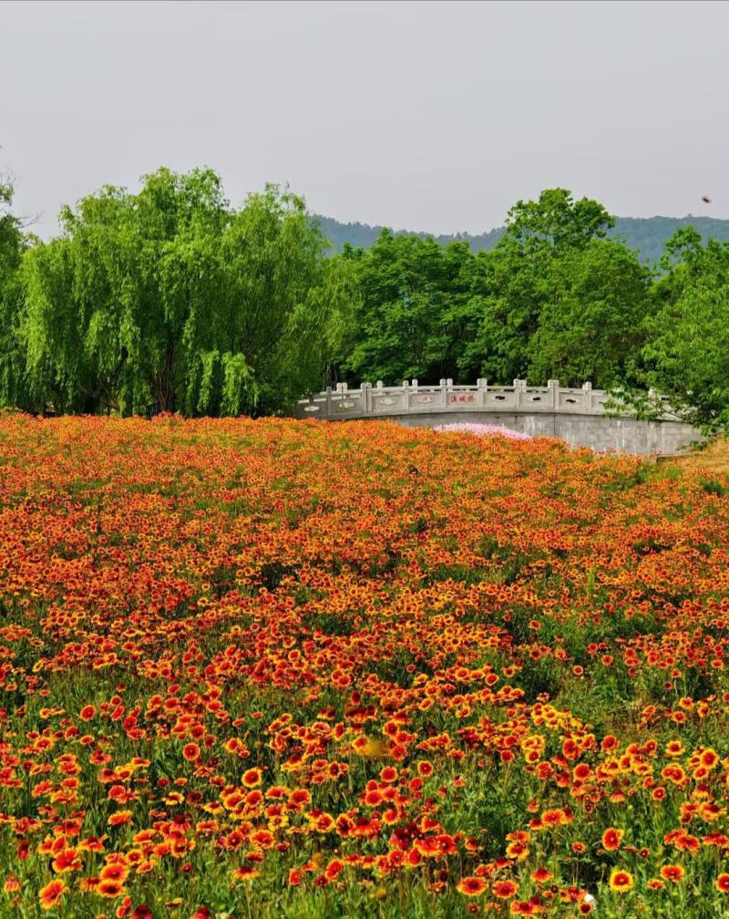 天人菊多年生宿根种子耐寒鲜花园林景观绿化花卉园艺种籽庭院