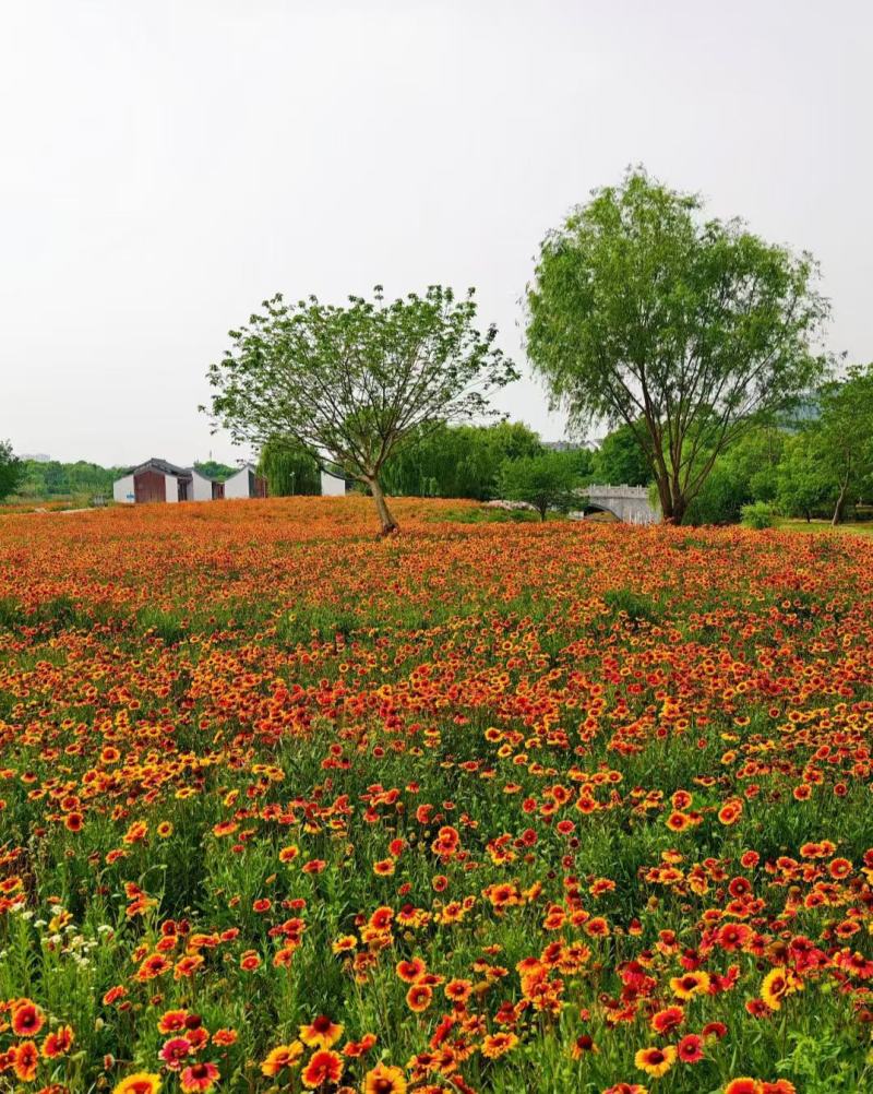 天人菊多年生宿根种子耐寒鲜花园林景观绿化花卉园艺种籽庭院