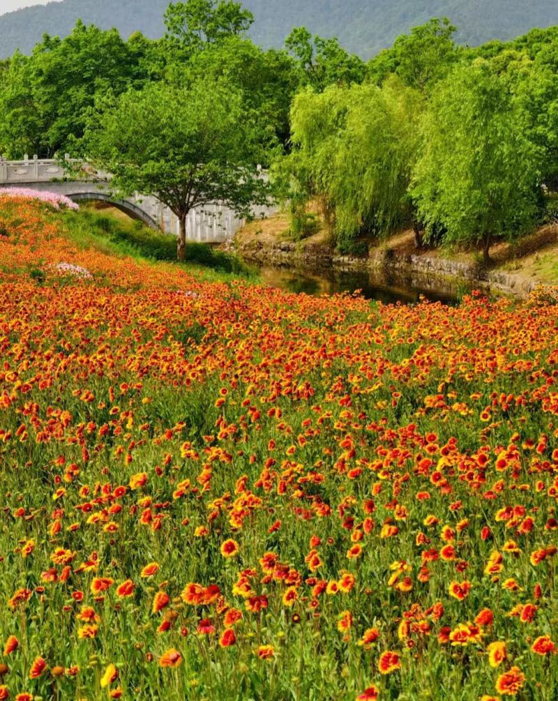 天人菊多年生宿根种子耐寒鲜花园林景观绿化花卉园艺种籽庭院