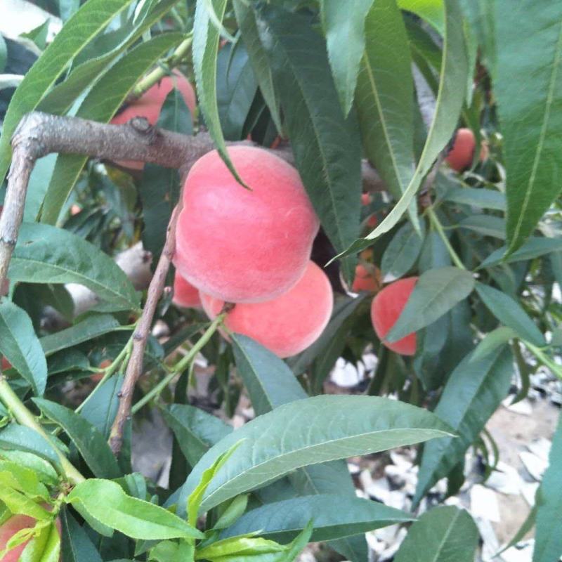 郑二精品纸袋甜桃上市了进园看货根据货说价，价格随行就市。