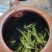 白茶，毛茶