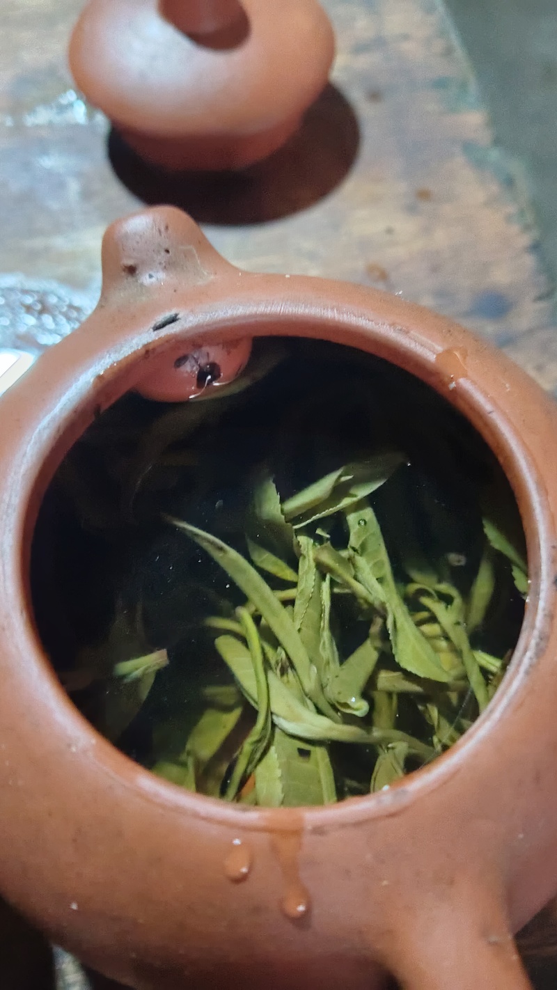 白茶，毛茶