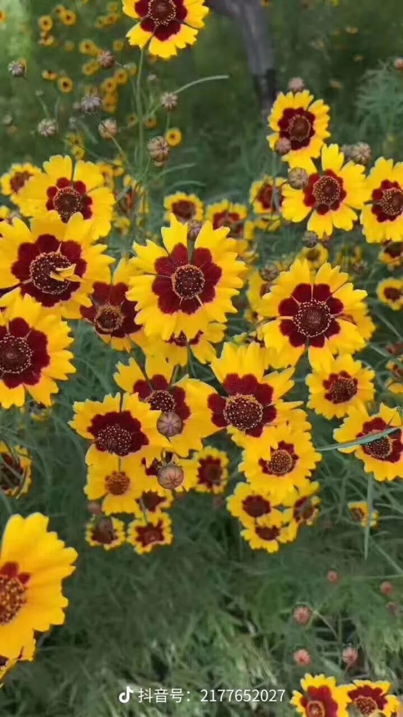 蛇目菊种子四季易种活的阳台盆栽绿植天山雪菊两色金鸡菊花籽